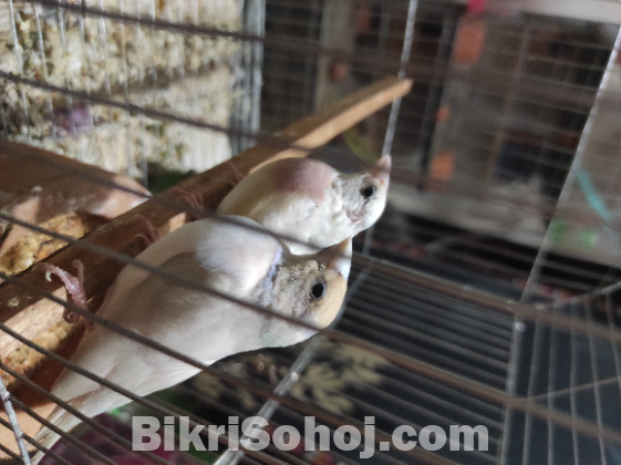 Silver gouldian finch. সিলভার ফিঞ্চ
